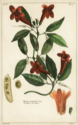 Fokhagyma szőlő, Bignonia equinoctialis, Linn