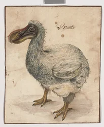 A Dodo (nyomokban fekete kréta, w/c és gumiarábikum, barna lemosási vonalakkal)