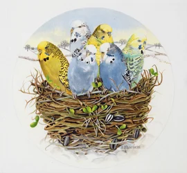 Budgerigars in a Nest, 1995 (akril)