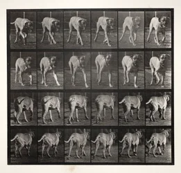 Dread Trotting, 1887.