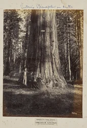 Mammoth Tree Grove, Calaveras megye, Kalifornia. Abraham Lincoln. 320 láb magas, 54 láb kerületű.