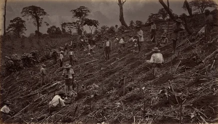 Kávéültetvény felállítása Antigua de Guatemalában, 1875, 1877-ben jelent meg.