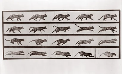 Macskaügetés és vágtatás, 717-es tábla az Animal Locomotion-tól, 1887