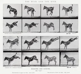 Eadweard Muybridge: The Buck and the Kick (f/w fotó)