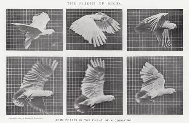 Eadweard Muybridge: A madarak repülése (f/w fotó)