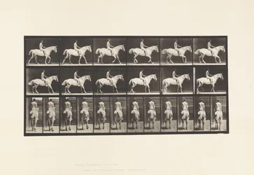 582. tábla. Séta;Nyereg; Rider, 43 éves, akt; Világosszürke Horse Smith