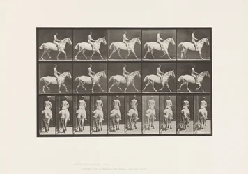 Tányér 603. Ügető; Nyereg; Ride, 43, széles, világosszürke Horse Smith