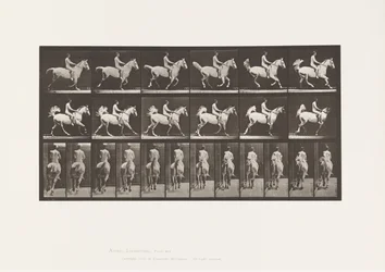 tábla 622. Canter; Nyereg; Rider, 43 éves, akt; szürke ló Smith, 1885