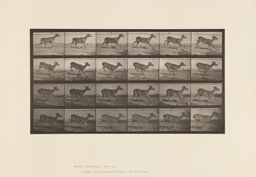 tábla 683. Virginia Deer; (Nincs agancs); Bak; Galoppozó