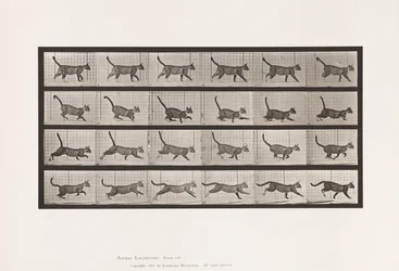 tábla 716. Cat; Gyaloglás, válts vágtára
