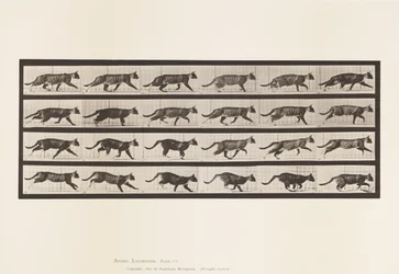 tábla 718. Cat; Ügető; Válts Vágtára