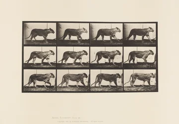 tábla 728. Oroszlán; Séta; Oroszlán; Lefekvés