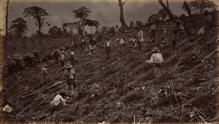 Kávéültetvény telepítése Antigua de Guatemalában, 1875, megjelent 1877-ben (fotó)