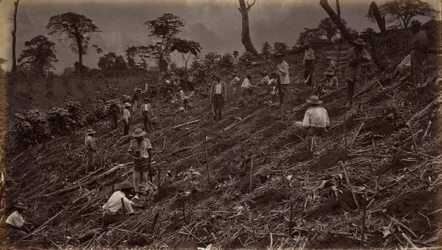 Kávéültetvény felállítása Antigua de Guatemalában