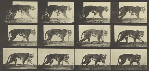 Tigrisjárás, 729-es tábla az Animal Locomotion-tól, 1887