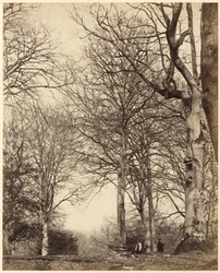 Adelaide királynő bükkje,1864 (fotó)