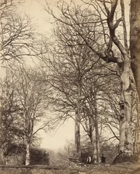 Adelaide királynő bükkje, 1864