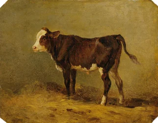 borjú