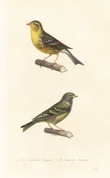 Atlantic canary and European serin.   1398493   hu       hungarian Successfully Translated  Original: Untitled (The El) Translat: Untitled (The El) 1334710 hu hungarian Successfully Translated Original: Textile Translat: Textile 1260311 hu hungarian Succes