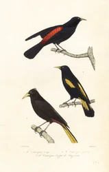 Cacique fajok és tarajos oropendola.