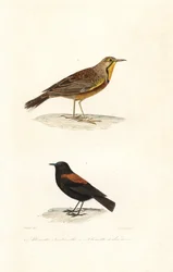 Cape longclaw és patagóniai negrito.