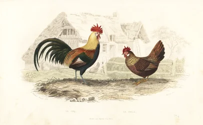 Kakas és tyúk, Phasianus gallus