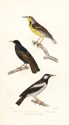 Keleti réti pacsirta, seregély és pite myna.