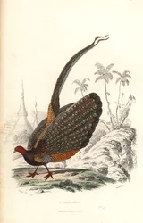Nagy argus, Argusianus argus, sebezhető.
