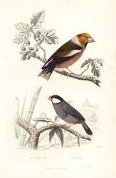 Hawfinch és Java veréb.