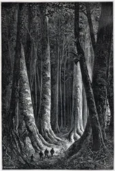 Francia Guyana-erdő, Riou rajza, „” Le Tour du Monde”, 2. szem. 1879.