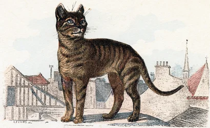 Macska az "Animals Illustrated Alphabet"-ből