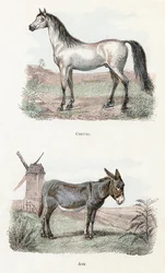 Ló és szamár- „Az ábécé állatokat ábrázol” 19. század (metszet)