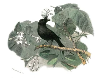 Természettudományi tábla: Zoológiai tábla, amely a fogazatú verébféléket ábrázolja (echancre). A drongó. Georges Louis Leclerc természettudós, Buffon grófja (1707-1788) „” Buffon munkái teljes”” madarakról szóló kilenc kötetéből készült tábla