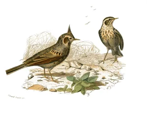 Természettudományi tábla: Zoológiai tábla, amely a fogazatú verébféléket ábrázolja (echancre). A cochevis és a mocsári pacsirta. Georges Louis Leclerc természettudós, gróf „” Buffon munkái teljes”” kilenc madarakkal foglalkozó kötetéből készült tányér