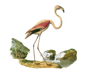 Természettudományi tábla: Állattani tábla, amely a hosszúszárú gázlómadárokat ábrázolja (hosszú és sovány csőrrel): a rózsaszín flamingót. Georges Louis Leclerc természettudós, a „Buffon munkái befejezett munkái”” kilenc madarakkal foglalkozó kötetéből kés