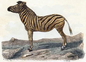 Zebra – „Az ábécé állatokat ábrázol” 19. század (metszet)