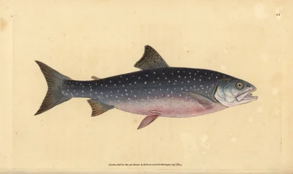 Arctic char, Salvelinus alpinus alpinus (alpesi lazac, Salmo alpinus). Kézzel színezett rézlemez, amelyet Edward Donovan rajzolt és metszett a British Fishes, Donovan and F.C. Natural History of British Fishes című művéből. és J. Rivington, London