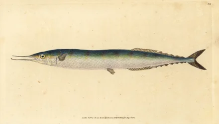Atlantic saury, Scomberesox saurus saurus (Skipper pike, Esox saurus). Kézzel színezett rézlemez, amelyet Edward Donovan rajzolt és metszett a British Fishes, Donovan and F.C. Natural History of British Fishes című művéből. és J. Rivington, London