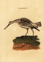 Rúdfarkú istenanya, Limosa lapponica