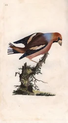 A nagy csőr eltöri a magot. Coccothrausts (Loxia coccothrausts). Edward Donovan (1768-1837) rézmetsze, megjelent a Natural History of British Birds, Londonban
