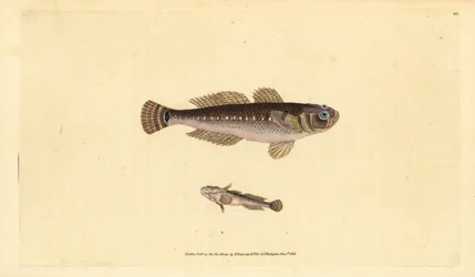 Fekete géb, Gobius niger. Edward Donovan által rajzolt és metszett, kézzel színezett rézmetszet, Natural History of British Fishes című művéből, Donovan and F.C. and J. Rivington, London
