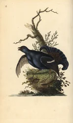 Nyírfajd, Tetrao tetrix. Edward Donovan által rajzolt és metszett, kézzel színezett rézmetszet saját „Natural History of British Birds” című művéből, London