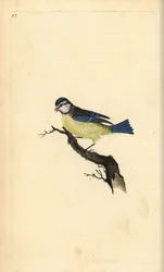 Kék cinege, Cyanistes caeruleus. Kézi színű rézlemez, amelyet Edward Donovan rajzolt és metszett a saját Londoni „British Birds természettörténetéből”