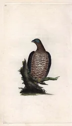 Bondree evő. Pernis apivorus (Falco apivorus). Edward Donovan (1768-1837) rézmetsze, megjelent a Natural History of British Birds, Londonban