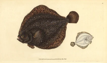 Brill vagy gyöngy, Scophthalmus rhombus (Pleuronectes rhombus). Kézi színű rézlemez, amelyet Edward Donovan rajzolt és vésett a British Fishes, Donovan és F.C. Natural History című művéből. és J. Rivington, London