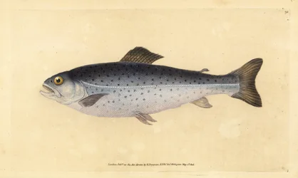 Sebes pisztráng, Salmo trutta (Sewen, Salmo cambricus). Kézzel színezett rézlemez, amelyet Edward Donovan rajzolt és metszett a British Fishes, Donovan and F.C. Natural History of British Fishes című művéből. és J. Rivington, London