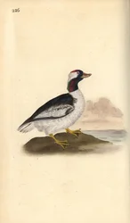Bufflehead, Bucephala albeola. Kézi színű rézlemez, amelyet Edward Donovan rajzolt és metszett a saját Londoni „British Birds természettörténetéből”