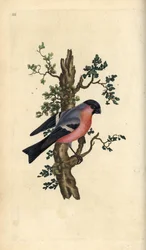 Süvöltő, Pyrrhula pyrrhula. Kézi színű rézlemez, amelyet Edward Donovan rajzolt és metszett a saját Londoni „British Birds természettörténetéből”