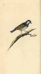Szenesítsd fel, Periparus ater. Kézi színű rézlemez, amelyet Edward Donovan rajzolt és metszett a saját Londoni „British Birds természettörténetéből”