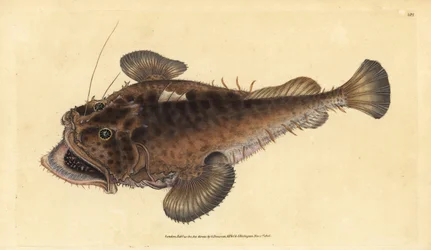Közönséges ördöghal, Lophius piscatorius. Edward Donovan által rajzolt és metszett, kézzel színezett rézmetszet, a Brit halak természetrajza című művéből, Donovan és F.C. és J. Rivington, London